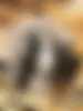나이젤